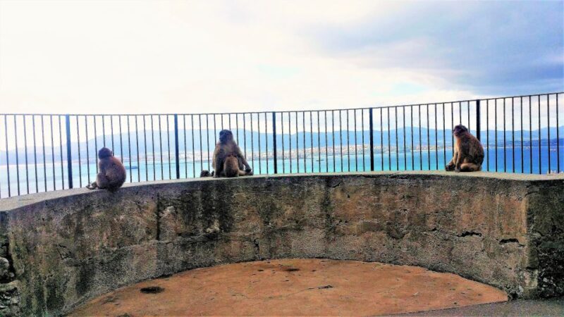 From Marbella: Guided Private Trip to Gibraltar and Estepona - What to Expect During the Day