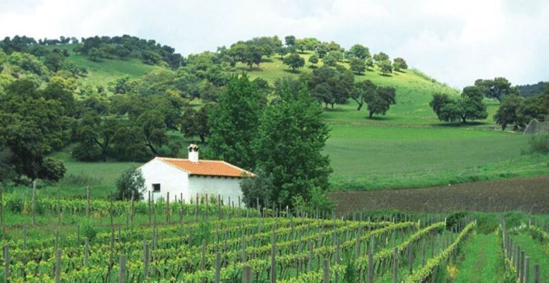 From Marbella: Ronda Tour Wineries Tour with Lunch - Exploring Ronda and Its Environs
