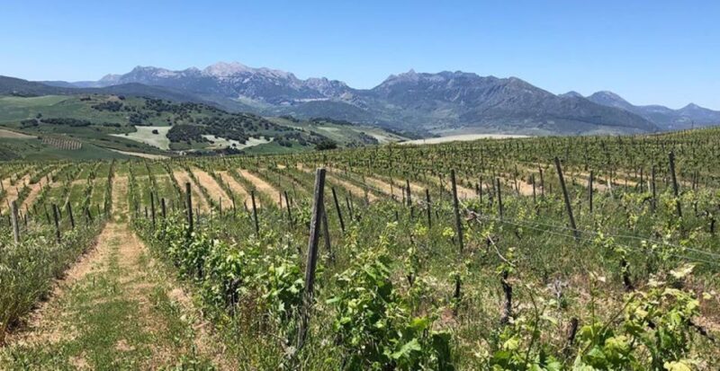 From Marbella: Ronda Tour Wineries Tour with Lunch - Second Winery: Natural & Ecological Wines