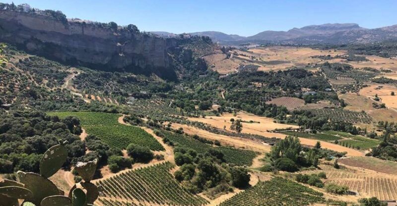 From Marbella: Ronda Tour Wineries Tour with Lunch - What’s the Food Like?