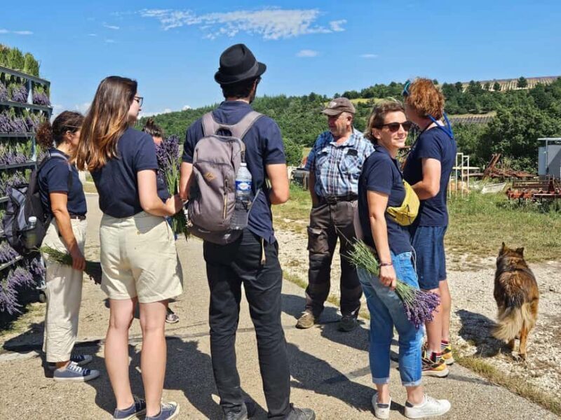 From Marseille: Lavender Full-Day Trip to Sault - FAQ