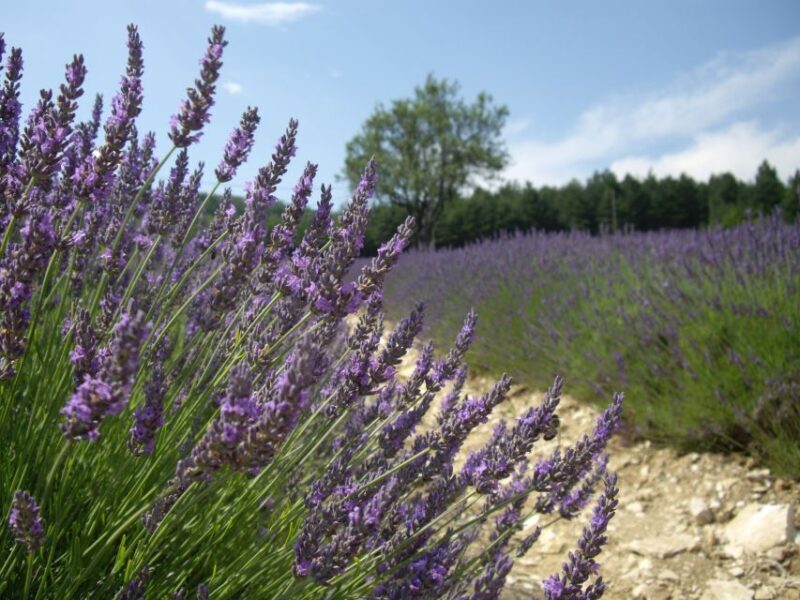 From Marseille: Valensole Lavenders Tour from Cruise Port - The Pick-Up and Journey to Provence