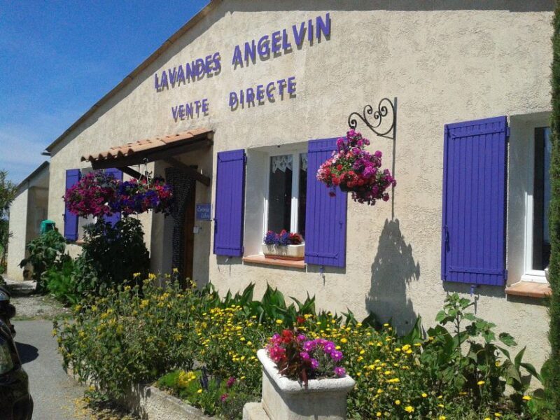 From Marseille: Valensole Lavenders Tour from Cruise Port - Lunch in Valensole Village