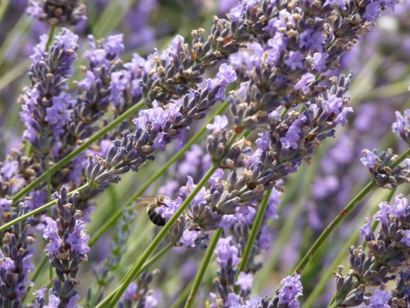 From Marseille: Valensole Lavenders Tour from Cruise Port - Things to Consider Before Booking