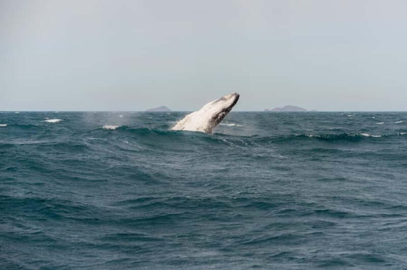 From Melbourne: 5-Day Victorian Alps & Gippsland Lakes Trip - Real Experiences & Guest Feedback