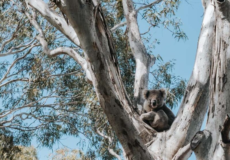 From Melbourne: 5-Day Victorian Alps & Gippsland Lakes Trip - FAQs