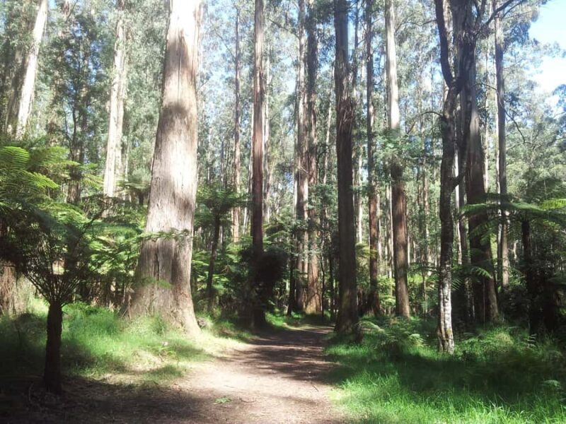 From Melbourne: Dandenong Ranges Private Day Tour - From Melbourne: Dandenong Ranges Private Day Tour – A Calm Escape into Nature