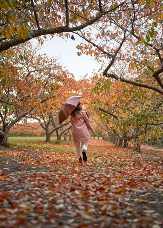 From Melbourne: Dandenong Ranges Private Day Tour - Lunch in a Cozy Spot with Wildlife Watching