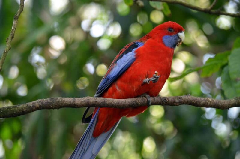 From Melbourne: Dandenong Ranges Private Day Tour - Practical Details and Tips