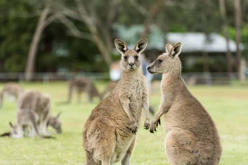 From Melbourne Grampians National Park Kangaroos Guided Tour - Exploring the Details: What to Expect on the Tour