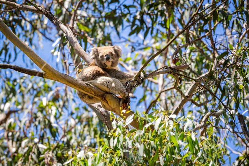 From Melbourne: Great Ocean Road Boutique Tour in Reverse - Great Otway National Park: the rainforest walk is the palate cleanser