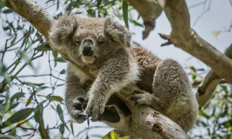 From Melbourne: Great Ocean Road Full-Day Sunset Tour - Who This Tour Is Best For