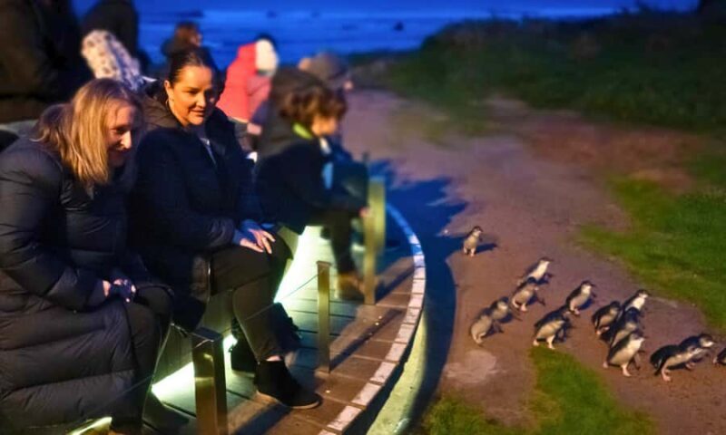 From Melbourne: Penguin Parade Afternoon Tour - Key Points