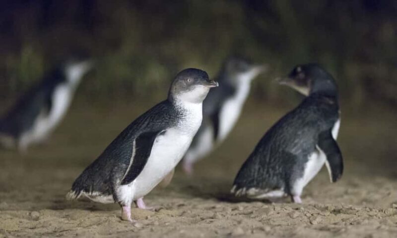 From Melbourne: Penguin Parade Afternoon Tour - What’s Included & What to Bring
