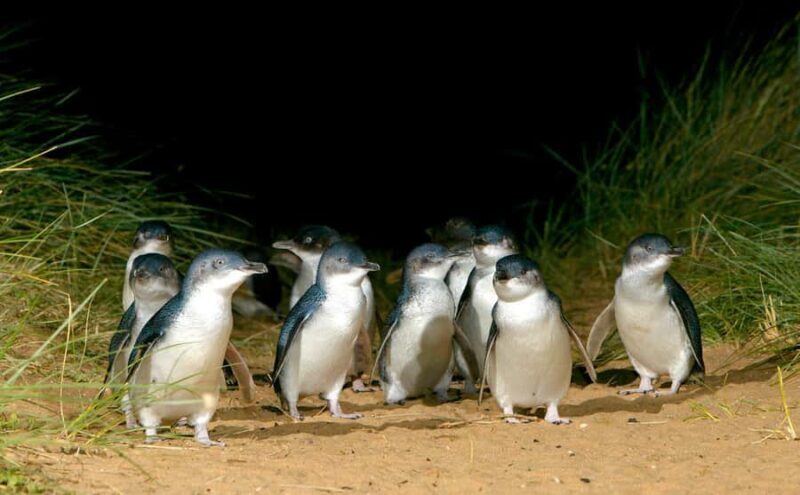 From Melbourne: Penguins and Wildlife Nature Day Tour - Authentic Insights From Travelers