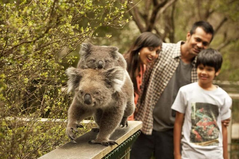 From Melbourne: Phillip Is Penguin Parade & Koala Reserve - An Honest Breakdown of the Tour Experience