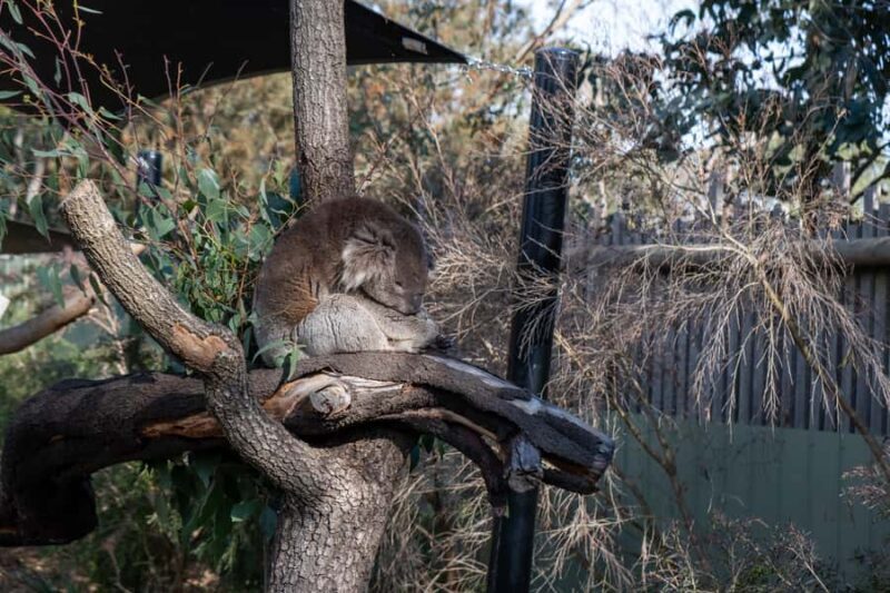 From Melbourne: Phillip Island and Penguin Parade Day Tour - A Closer Look at the Experience