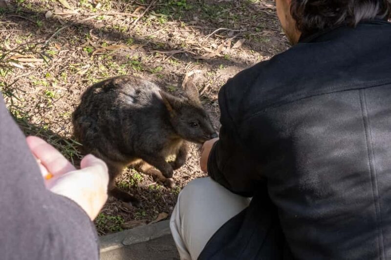 From Melbourne: Phillip Island and Penguin Parade Day Tour - Final Thoughts