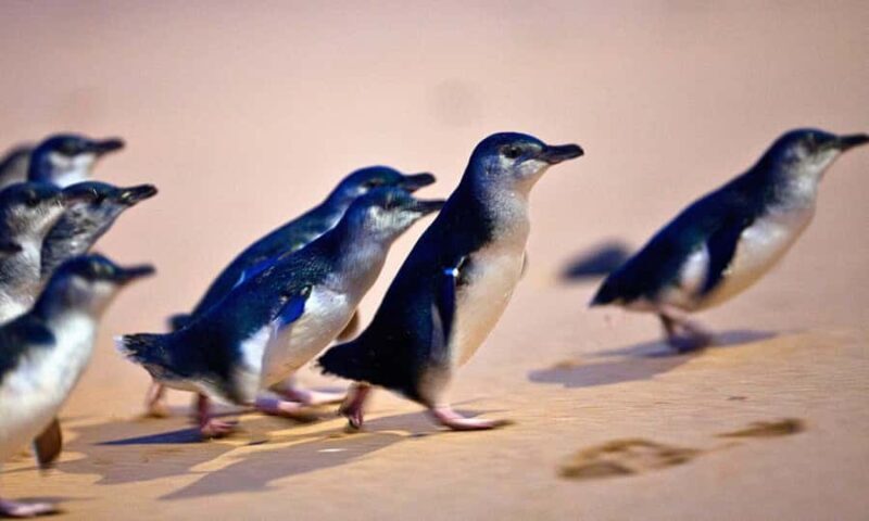 From Melbourne: Phillip Island Penguin Parade Eco Tour - What You Can Expect From This Tour