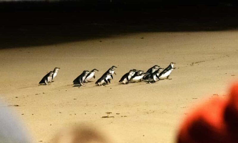 From Melbourne: Phillip Island Penguin Parade Eco Tour - The Realities of the Tour