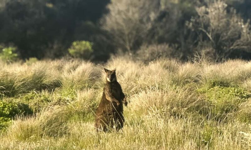 From Melbourne: Phillip Island Penguin Parade Eco Tour - The Sum Up