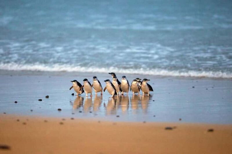 From Melbourne: Phillip Island Penguin Parade & Koalas Tour - An Honest Look at the Itinerary