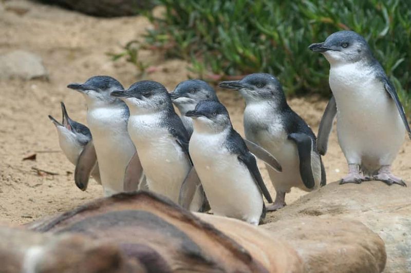 From Melbourne: Phillip Island Penguin Parade & Koalas Tour - The main event at sunset: watching little penguins waddle ashore