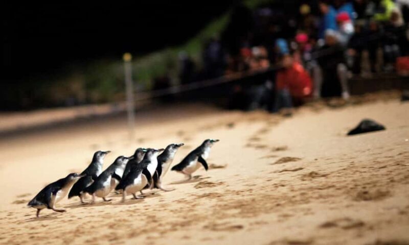 From Melbourne: Puffing Billy & Penguins Combo Tour Package - What to Expect on This Tour