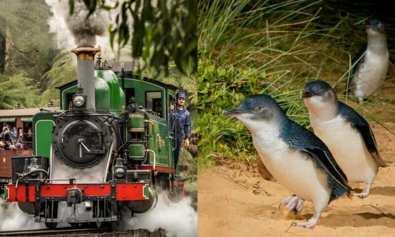 From Melbourne: Puffing Billy & Penguins Combo Tour Package - Real Travelers’ Experiences