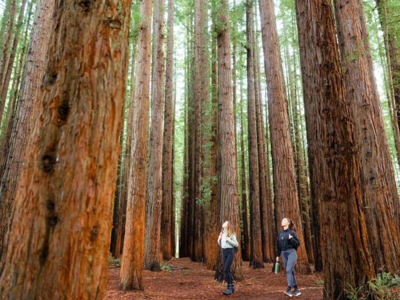 From Melbourne: Redwoods Forest & Yarra Valley Wine Tour - An In-Depth Review of the Experience