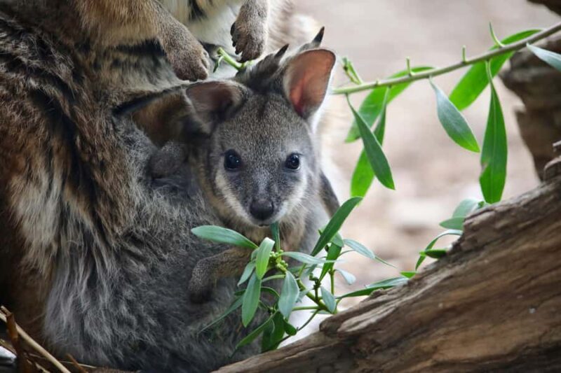 From Melbourne: Werribee Open Range Zoo & Werribee Mansion - FAQ