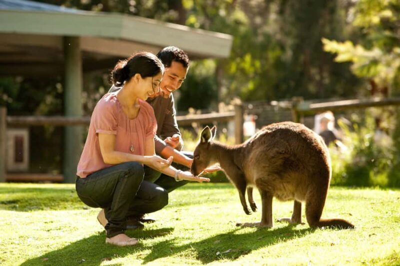 From Melbourne: Yarra Valley Wildlife & Wine Day Tour - Is This Tour Right for You?