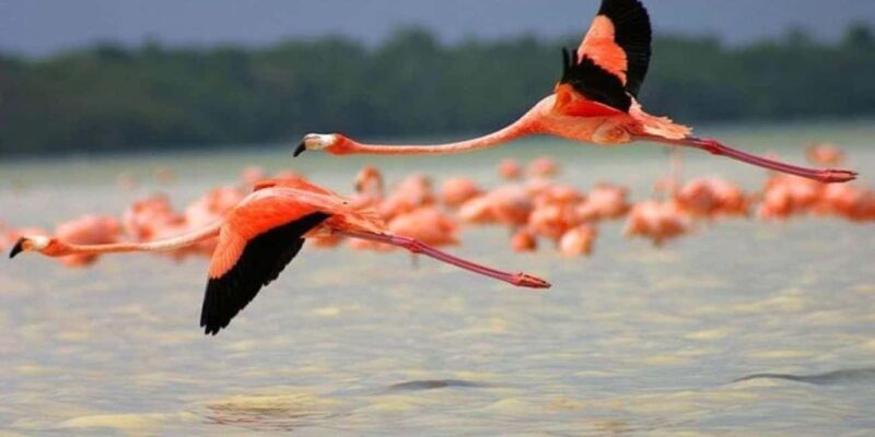 From Merida: Transfer to Celestun and Sisal - Who Is This Tour Best For?