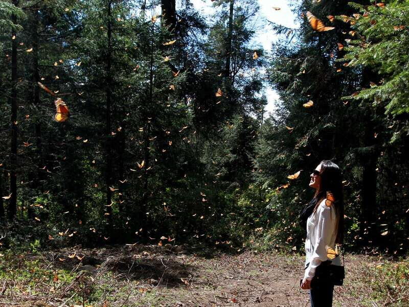From Mexico City: 7-Day Monarch Butterfly Tour - Who Is This Tour Best Suited For?
