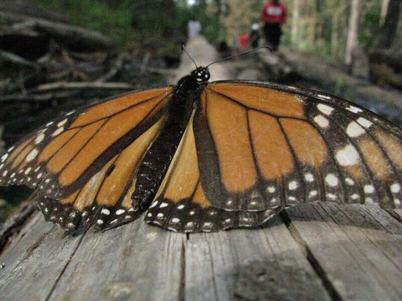 From Mexico City: 7-Day Monarch Butterfly Tour - Frequently Asked Questions