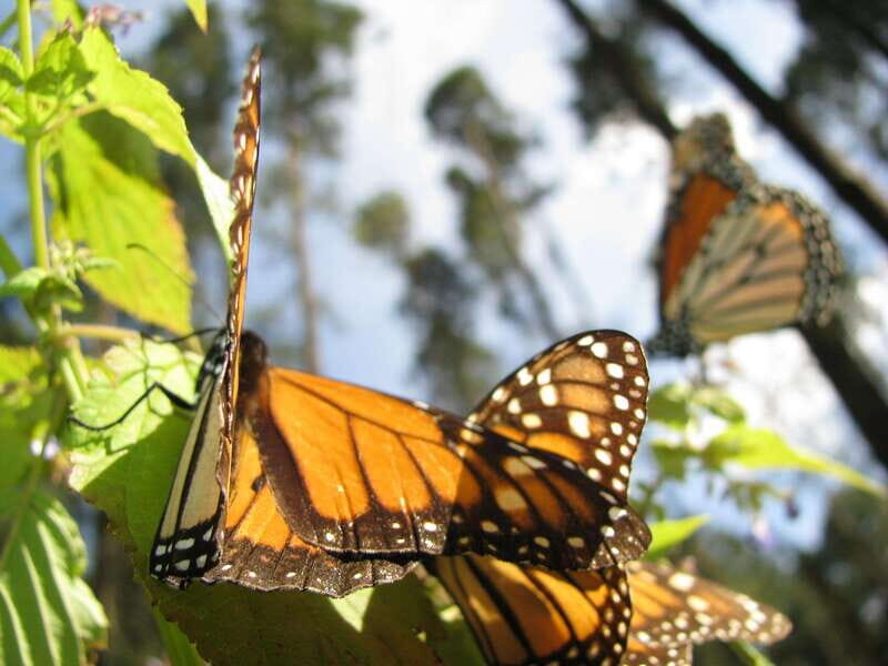 From Mexico City: 7-Day Monarch Butterfly Tour - Final Thoughts