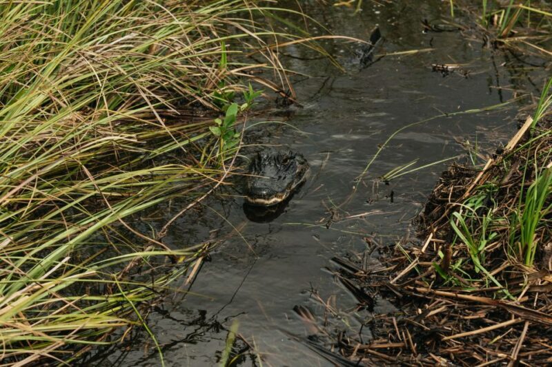 From Miami: Everglades Airboat Ride and Nature Walk - Who Is This Tour Best For?