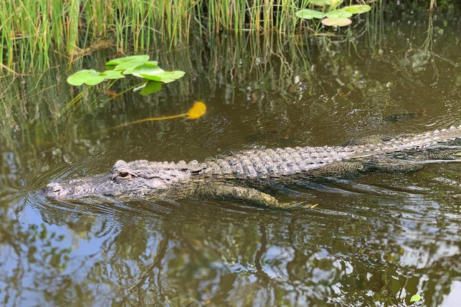 From Miami: Everglades Airboat, Wildlife Show, and Roundtrip Bus - FAQ