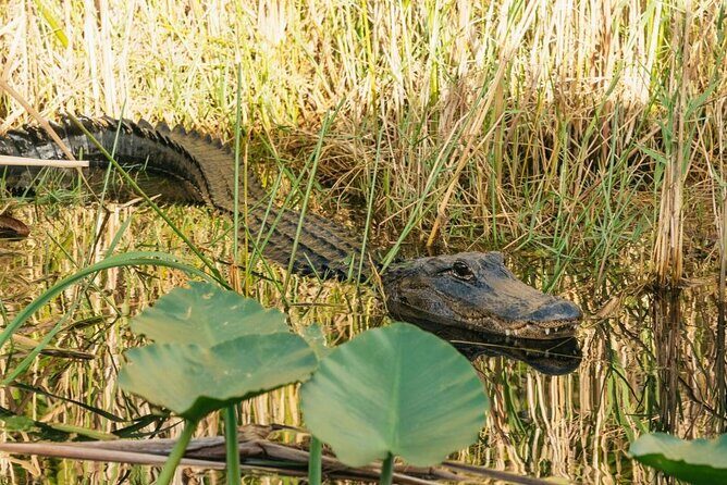From Miami: Everglades at Night with Airboat and Alligators Tour - An Honest Look at the Experience