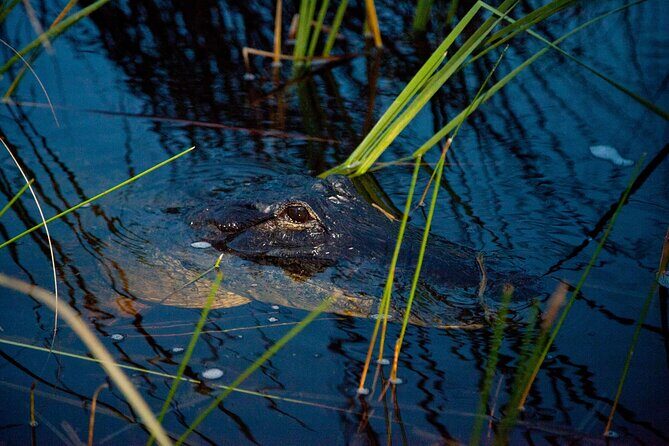 From Miami: Everglades at Night with Airboat and Alligators Tour - Final Thoughts: Who Is This Tour Best For?