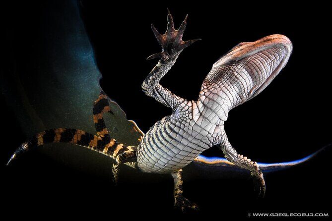 From Miami: Everglades at Night with Airboat and Alligators Tour - Frequently Asked Questions