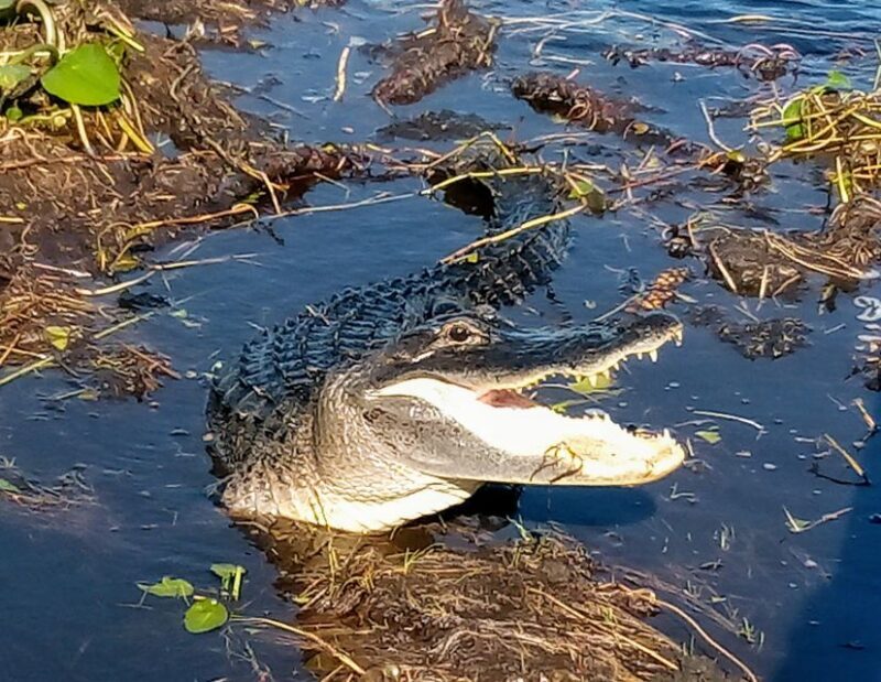 From Miami: Everglades Tour w/ Wet Walk, Boat Trips, & Lunch - A Deep Dive into the Experience