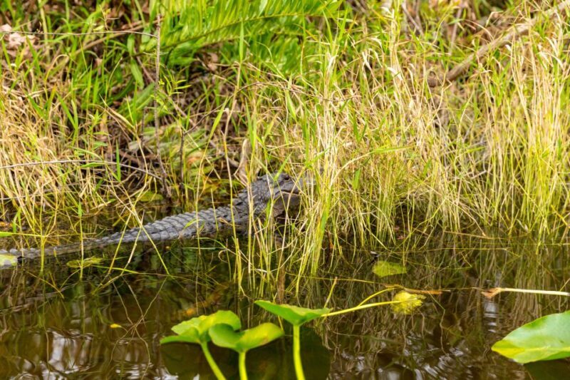 From Miami: Everglades Wildlife Show, Airboat & Bus Transfer - Final Thoughts