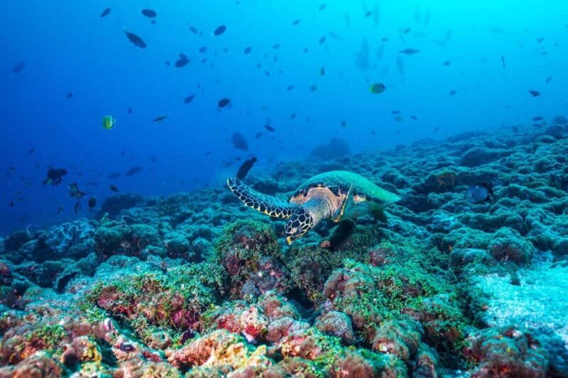 From Miami: Roundtrip Bimini Ferry with Hotel Transfers - Key Points