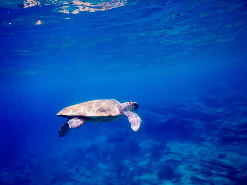 From Milopotas: Ios Island Scenic Snorkeling Cruise - Final Thoughts