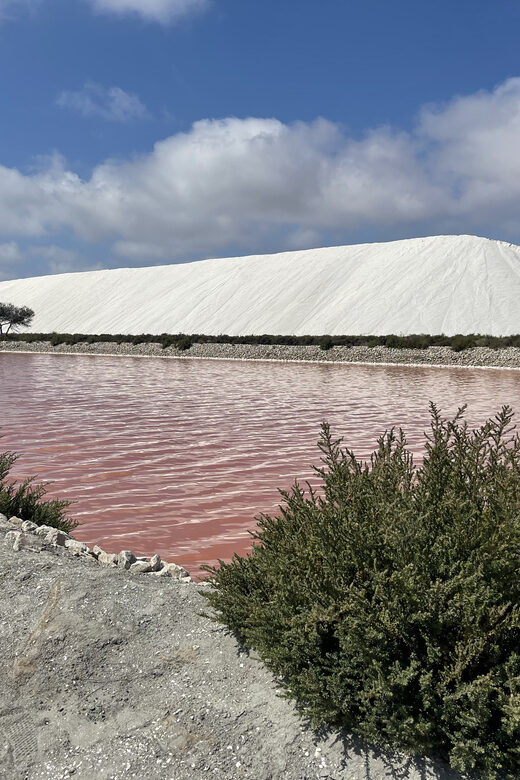 From Montpellier: Camargue and Salt Marshes Guided Tour - Key Points