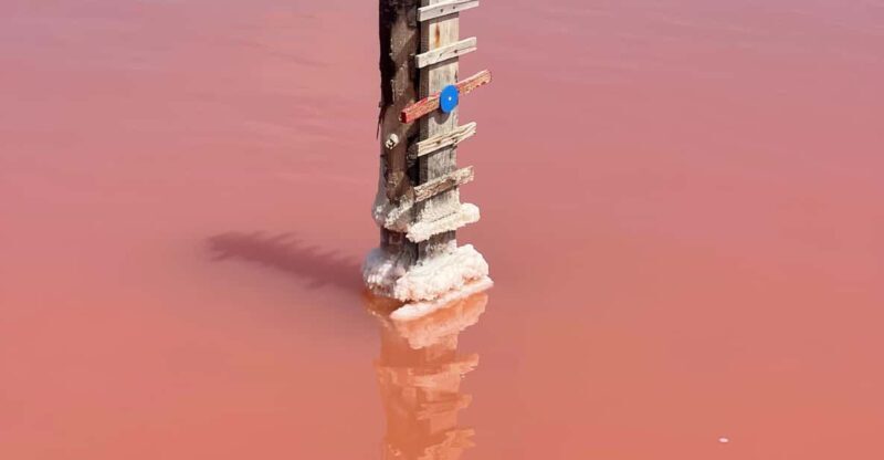 From Montpellier: Camargue and Salt Marshes Guided Tour - A Day in the Camargue: What to Expect