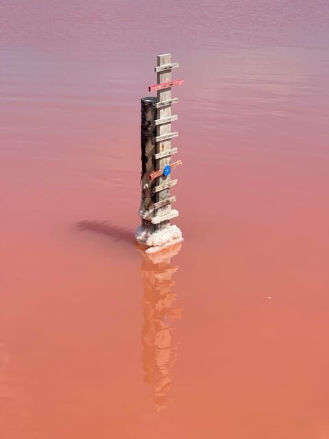 From Montpellier: Camargue and Salt Marshes Guided Tour - What the Reviews Say