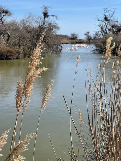 From Montpellier: Camargue and Salt Marshes Guided Tour - FAQs