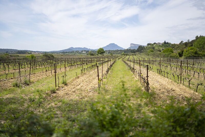From Montpellier: Half-Day Vineyard & Pic Saint-Loup Tour - Key Points